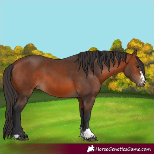 Horse Color:Bay 