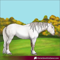 Horse Color:Gray Silver Sable Champagne Ice Roan 