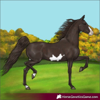 Horse Color:Liver Chestnut Frame