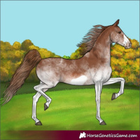 Horse Color:White Spotted Chestnut Frame 