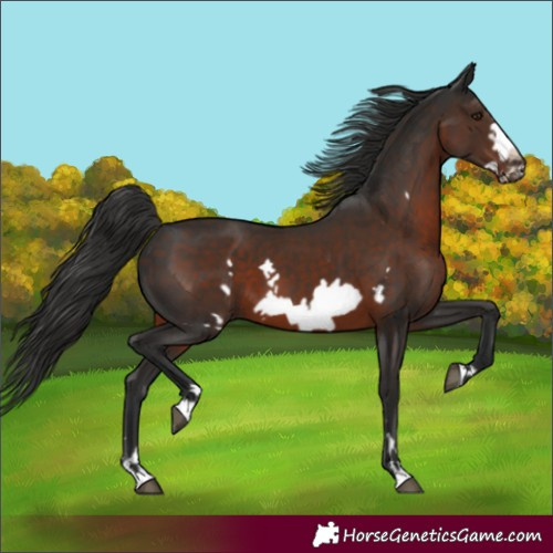 Horse Color:Liver Chestnut Frame 