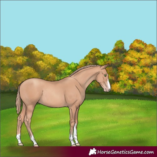 Horse Color:Gold Champagne Rabicano