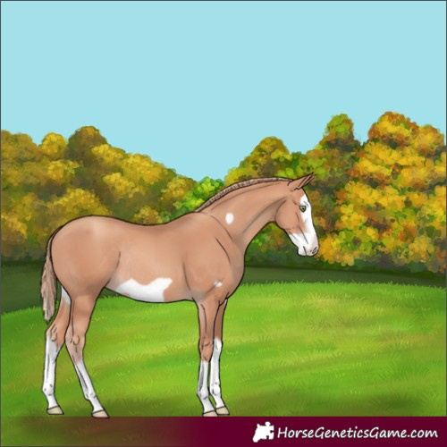 Horse Color:Gold Champagne Splash Frame Rabicano