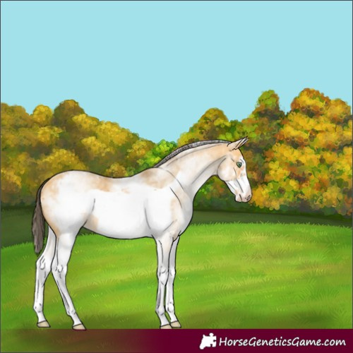 Horse Color:White Spotted Amber Cream Champagne Frame Rabicano 