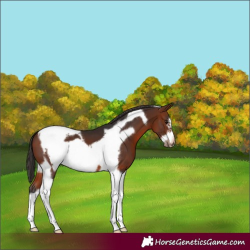 Horse Color:Bay Tobiano Frame