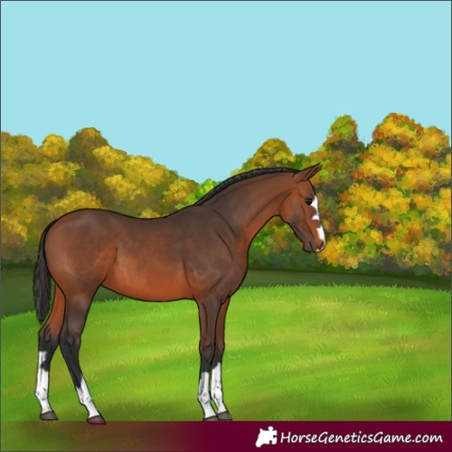Horse Color:Bay 