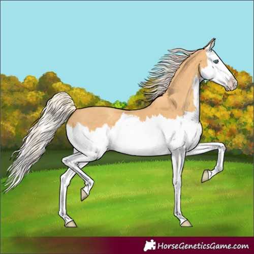 Horse Color:Gold Cream Champagne Splash 