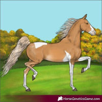 Horse Color:Palomino Splash Tobiano 