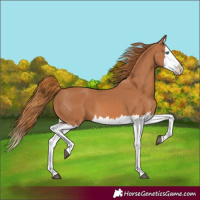 Horse Color:Chestnut Splash