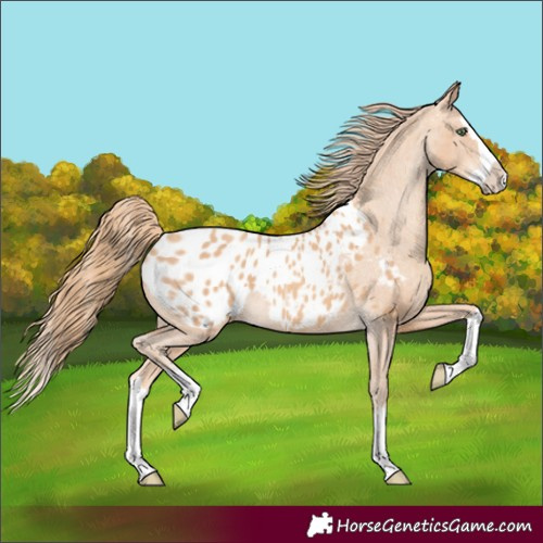 Horse Color:Gold Champagne Splash Appaloosa 