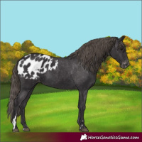 Horse Color:Smoky Black Appaloosa 