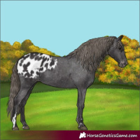 Horse Color:Smoky Black Appaloosa