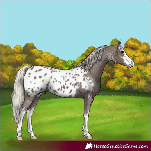 Horse Color:White Spotted Silver Black Appaloosa 