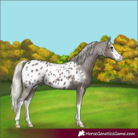Horse Color:White Spotted Silver Black Appaloosa