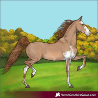 Horse Color:Red Dun Sabino Rabicano 