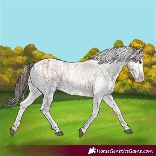 Horse Color:White Spotted Bay Splash  and White Spotted Bay Dun Splash 