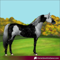 Horse Color:ERROR: UNKNOWN ANOMALY