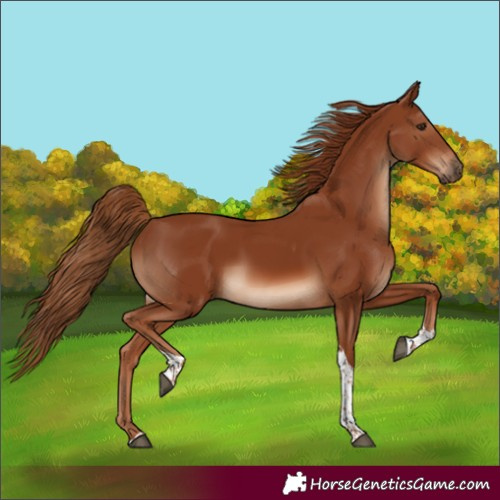 Horse Color:Chestnut Tobiano Rabicano 