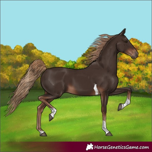 Horse Color:Liver Chestnut Tobiano Rabicano 