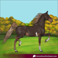 Horse Color:Liver Chestnut Tobiano Rabicano