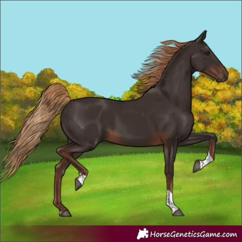 Horse Color:Liver Chestnut Tobiano Rabicano 