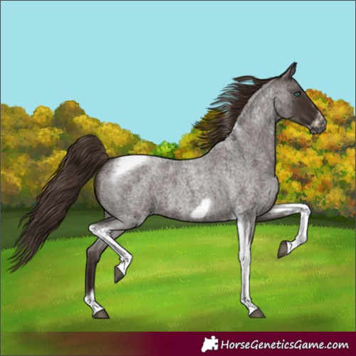 Horse Color:Liver Red Roan Tobiano Frame 