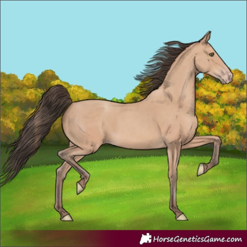 Horse Color:Amber Champagne 