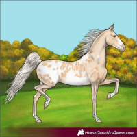 Horse Color:Gold Cream Champagne Frame Appaloosa 