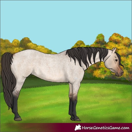 Horse Color:Bay Roan Dun 