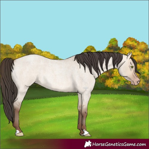 Horse Color:Amber Champagne Roan Dun 