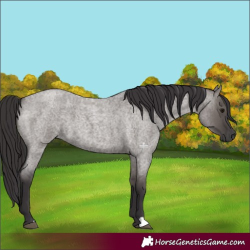 Horse Color:Smoky Grullo Roan 