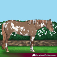 Horse Color:White Spotted Liver Red Dun 