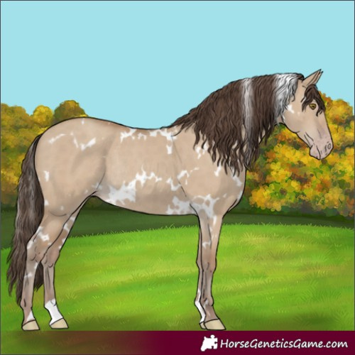 Horse Color:White Spotted Classic Champagne Dun Rabicano 