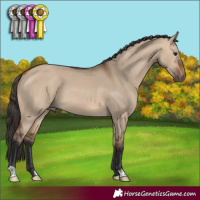 Horse Color:Bay Dun 