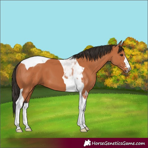 Horse Color:Unknown 