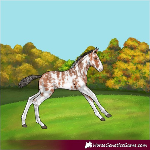 Horse Color:Bay Sabino 