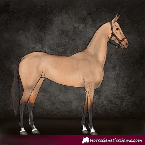 Horse Color:Bay Dun 