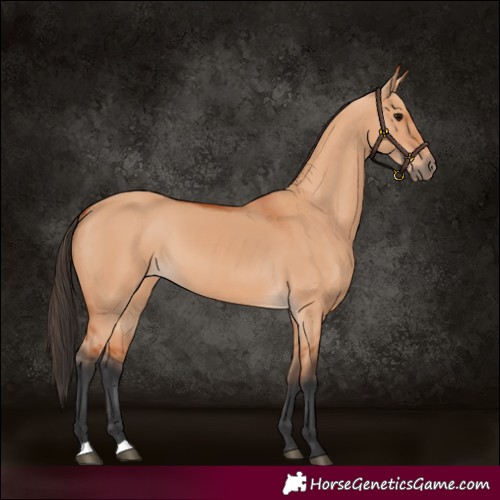 Horse Color:Bay Dun 