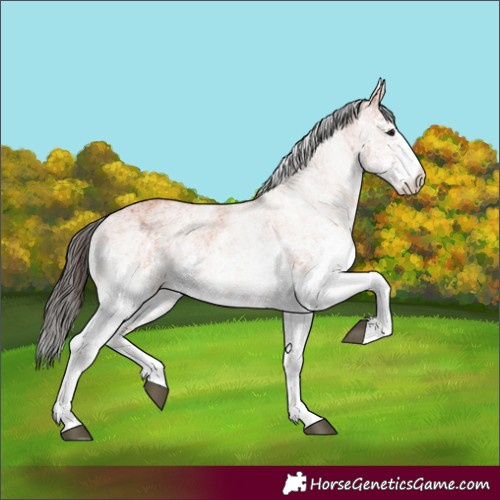 Horse Color:White Spotted Bay 