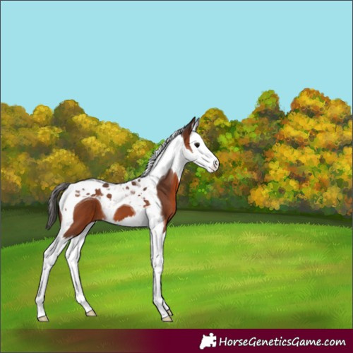 Horse Color:Bay Splash Tobiano