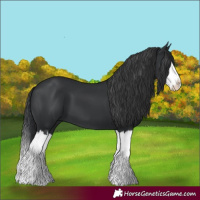 Horse Color:Black Splash 