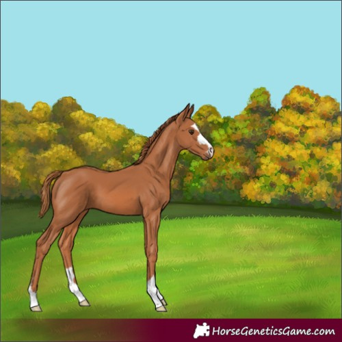 Horse Color:Chestnut 