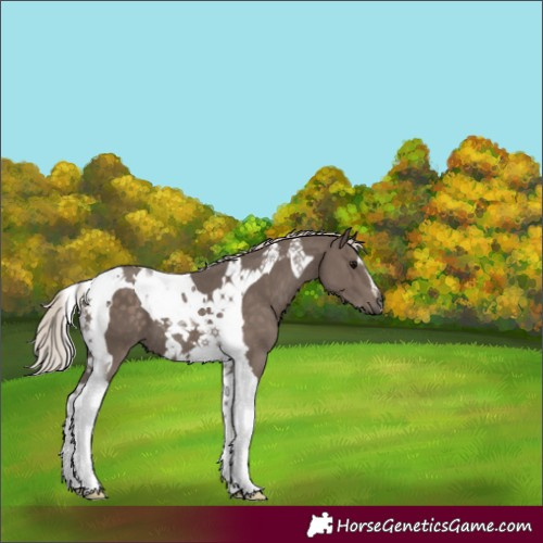 Horse Color:Silver Black Tobiano 