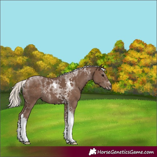 Horse Color:Silver Black Tobiano 