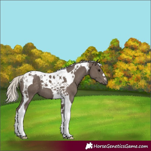 Horse Color:Silver Black Tobiano 