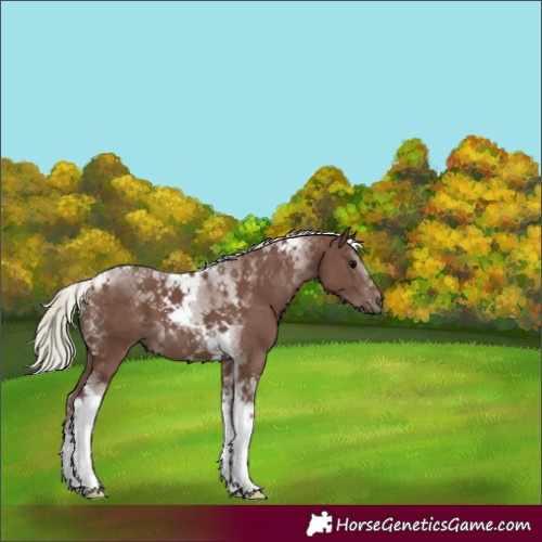 Horse Color:Silver Black Tobiano 