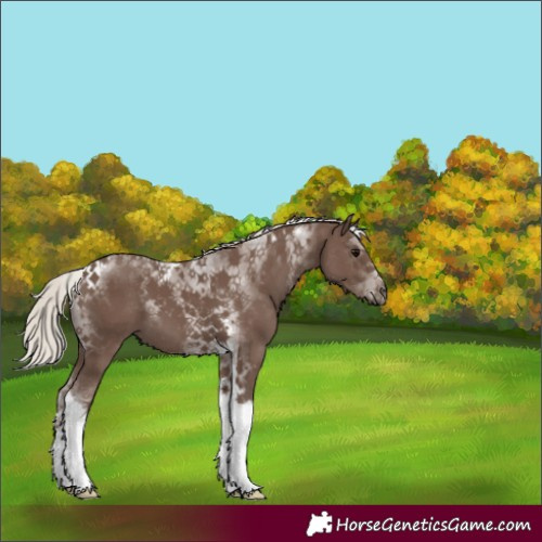 Horse Color:Silver Black Tobiano 