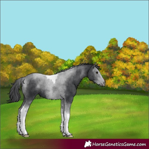 Horse Color:Black Tobiano 