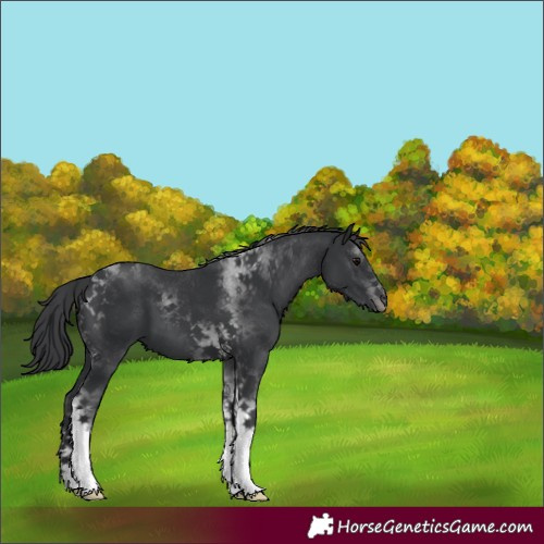 Horse Color:Black Tobiano 