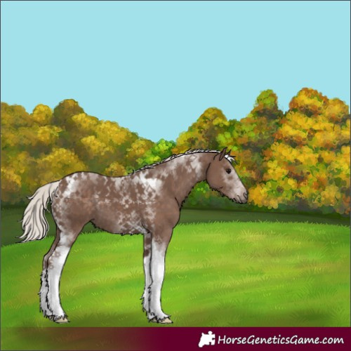 Horse Color:Silver Black Tobiano 